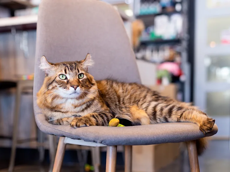 le-highlander-un-chat-athletique