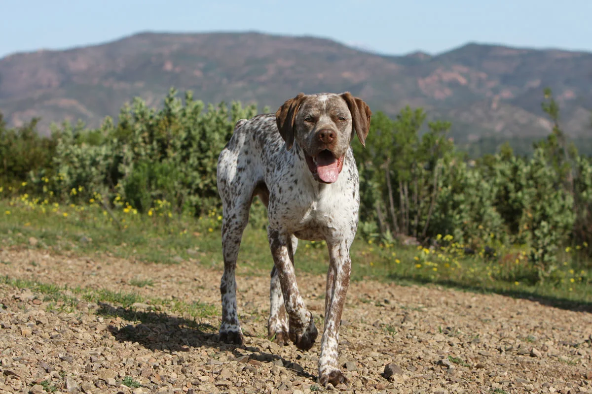 chien-braque-du-bourbonnais