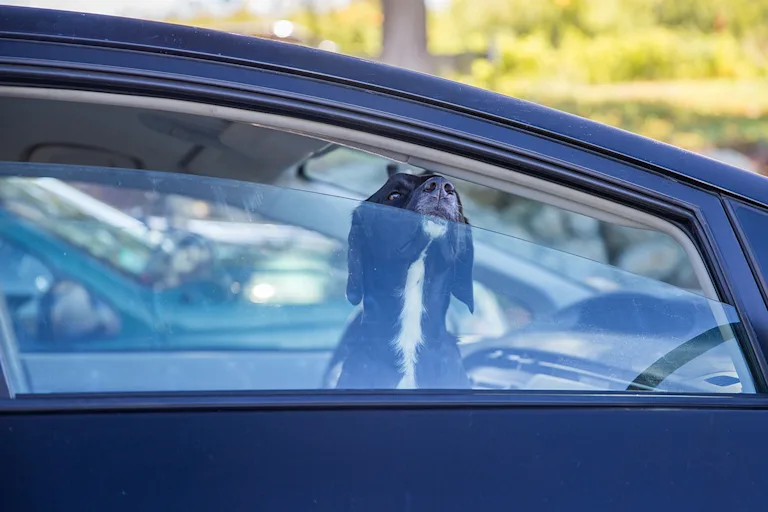 laisser-son-chien-seul-voiture