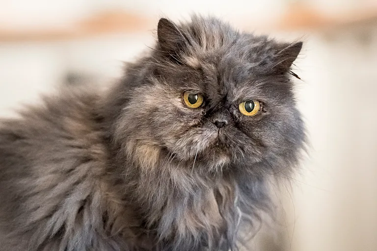le-persan-le-chat-100-calin