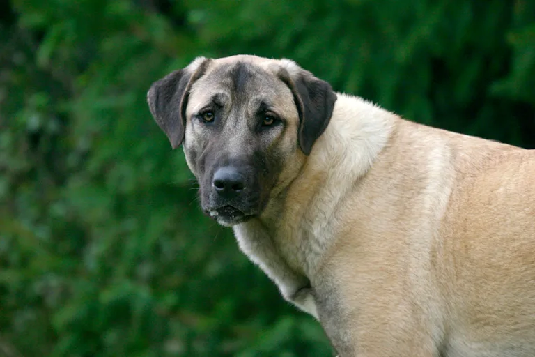 le-berger-danatolie-dit-le-kangal