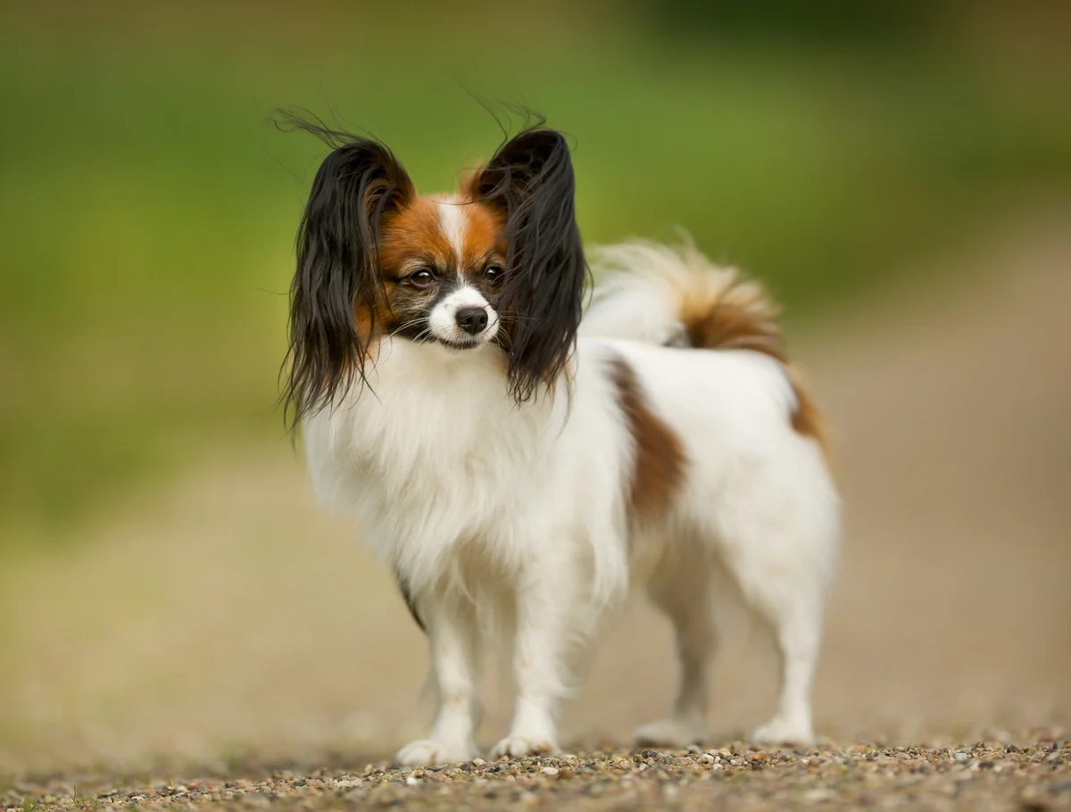 chien-epagneul-nain-continental