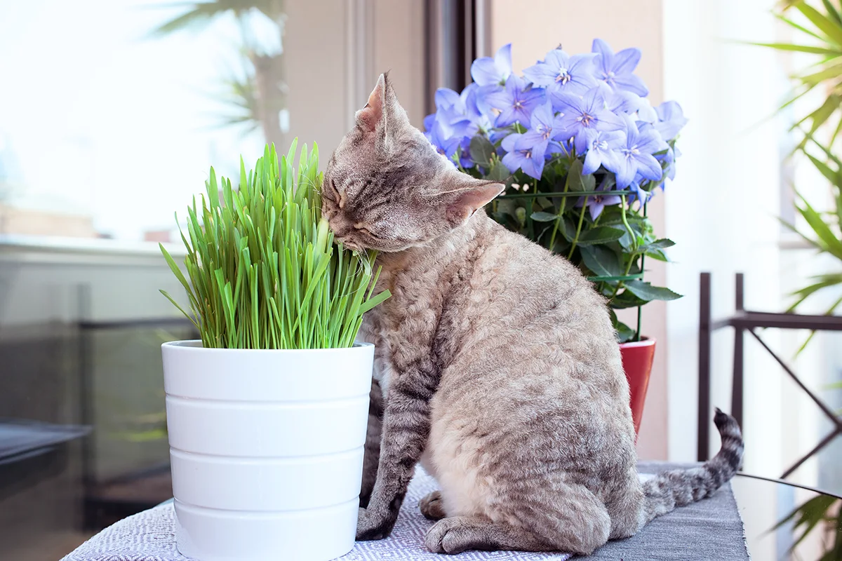 faire-pousser-herbe-à-chat