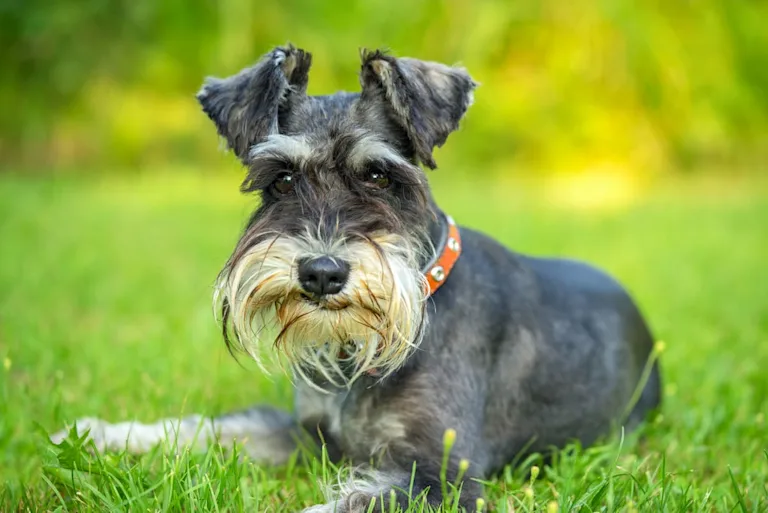 chien-schnauzer