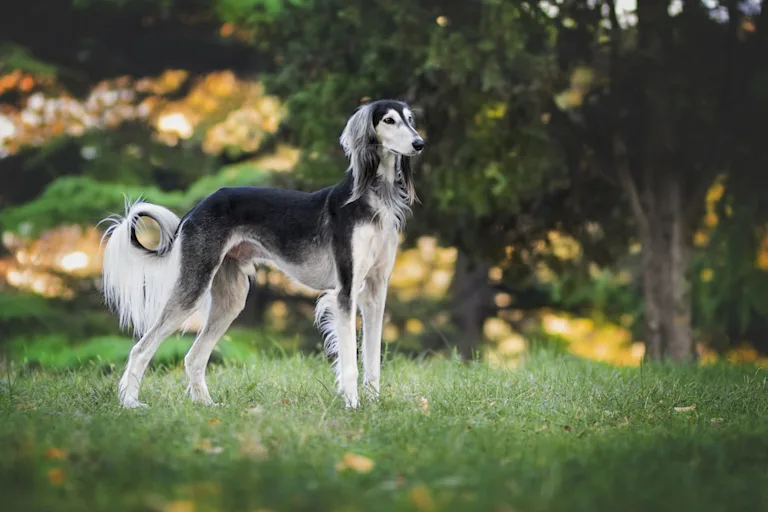 chien-saluki