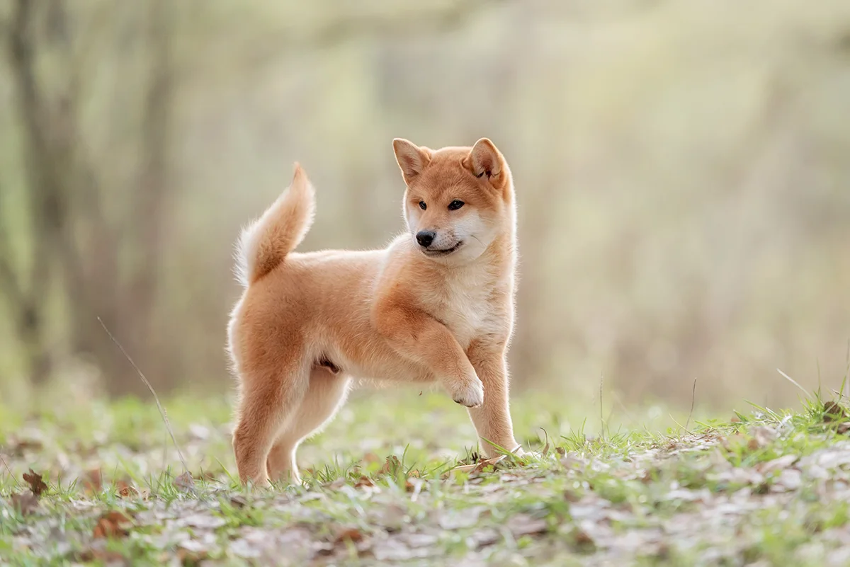shiba-inu-le-petit-prince-japonais