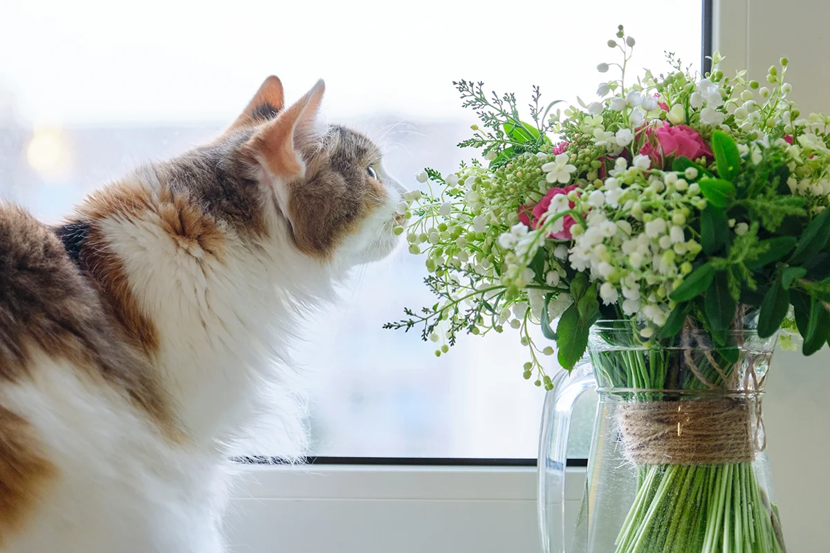 le muguet est toxique chez le chat