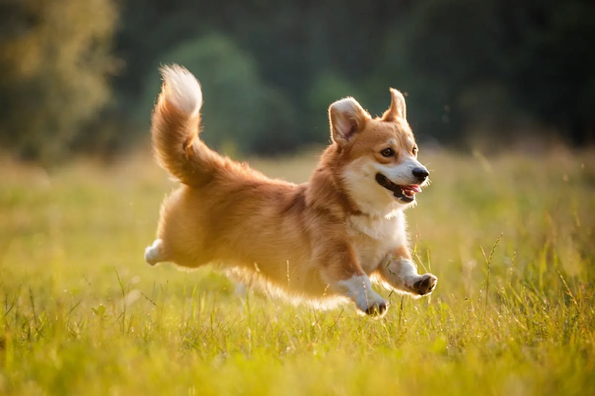 chien-welsh-corgi-pembroke