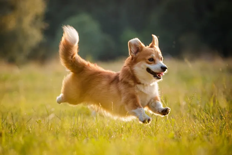 chien-welsh-corgi-pembroke