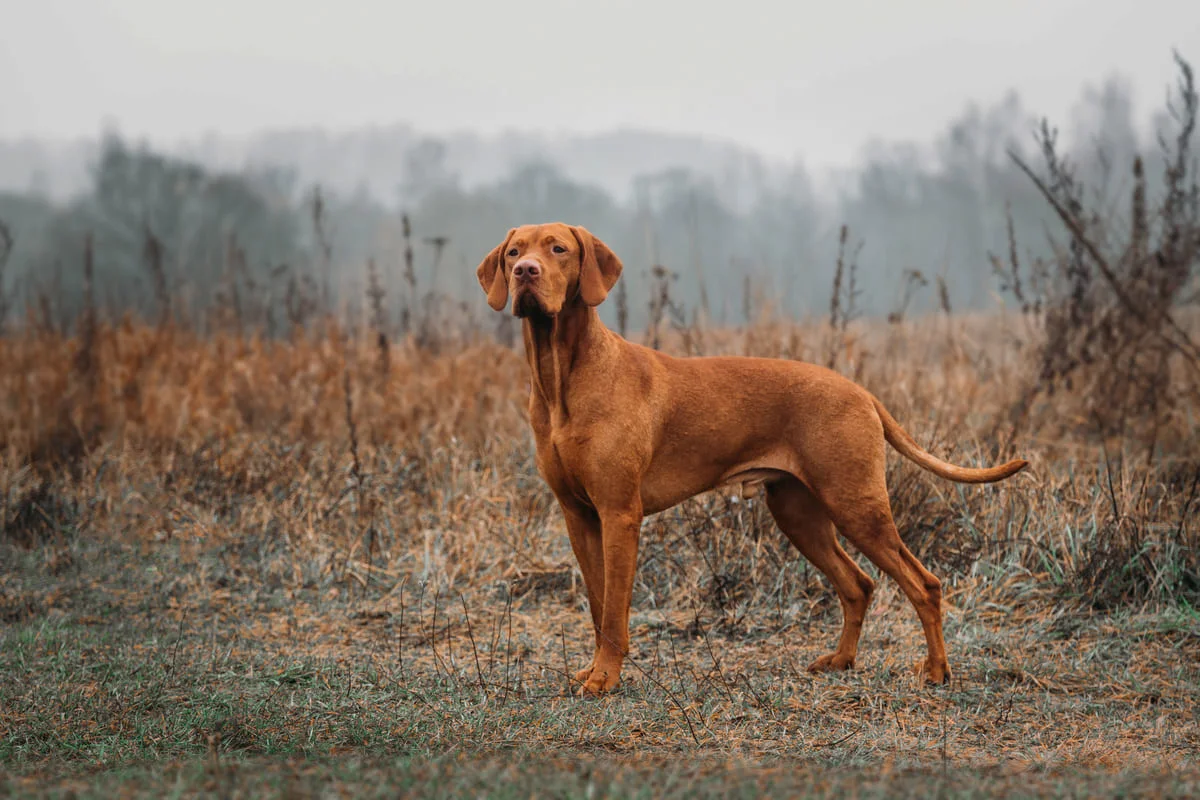 chien-braque-hongois-poil-court