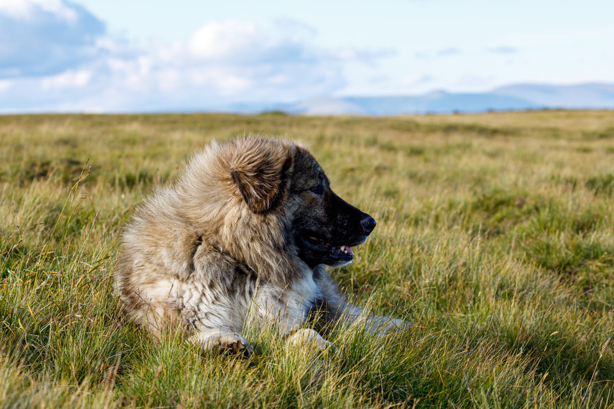 Chien de Berger Roumain des Carpathes : origines et caractère | Figo
