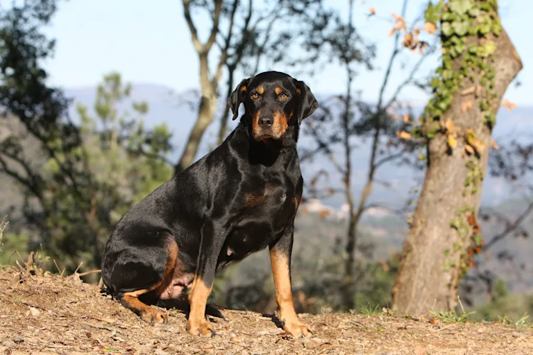 Brachet autrichien noir et feu