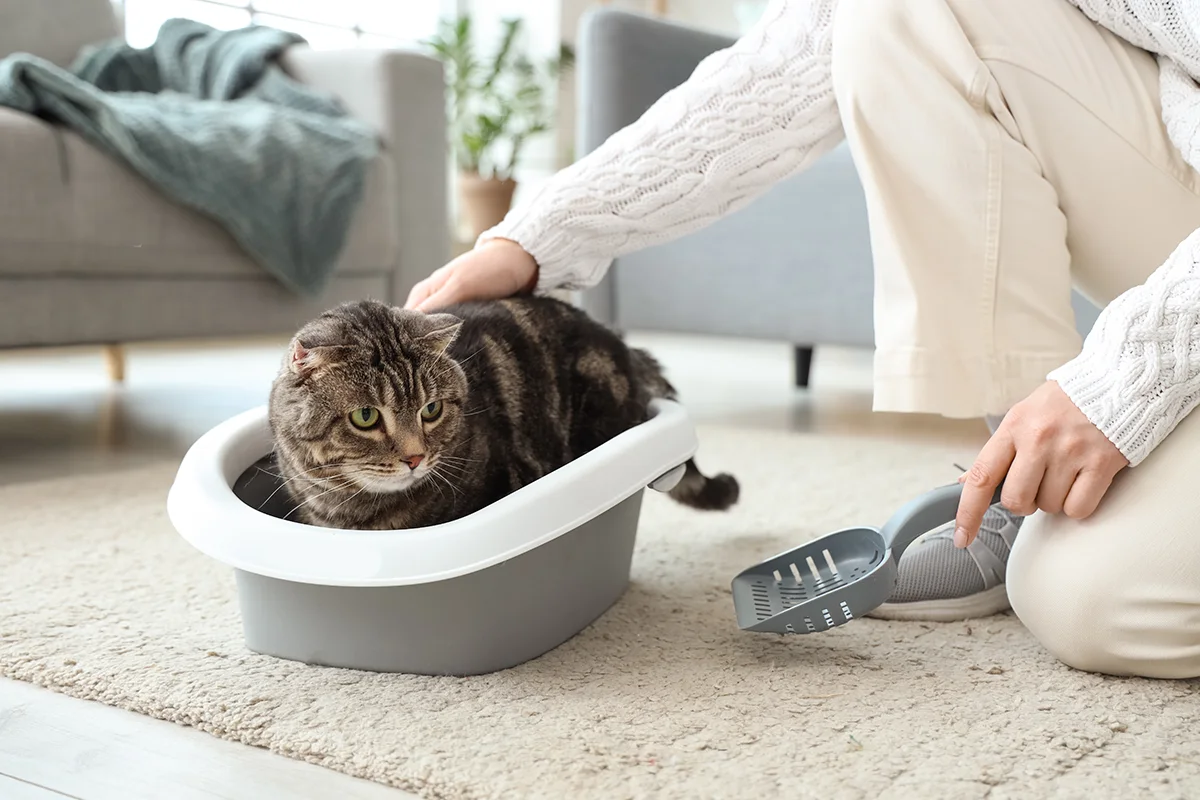 calculs-urinaires-chat
