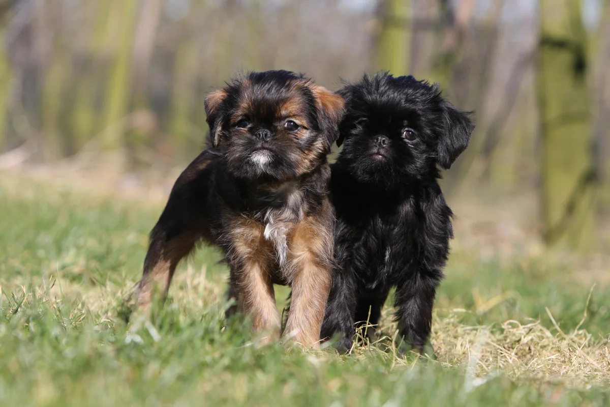 chien-griffon-belge
