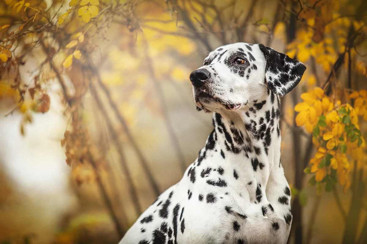 le-dalmatien-le-grand-tachete