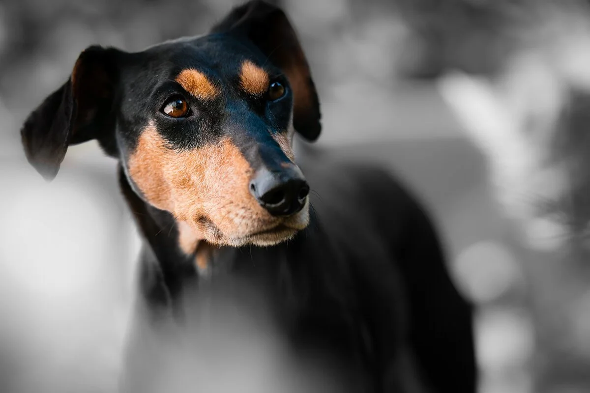 Le Pinscher Allemand