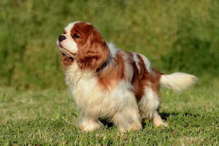 Cavalier King Charles 