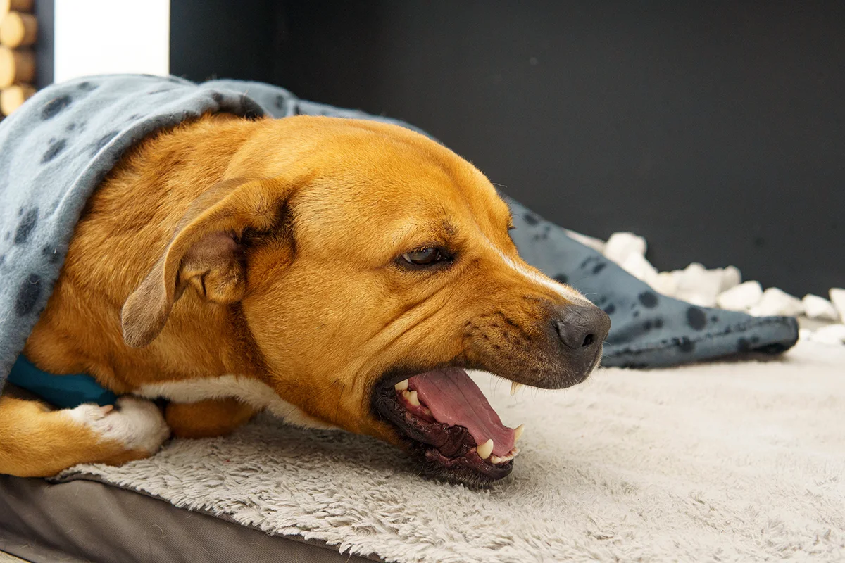 chien-tousse-essaye-de-cracher