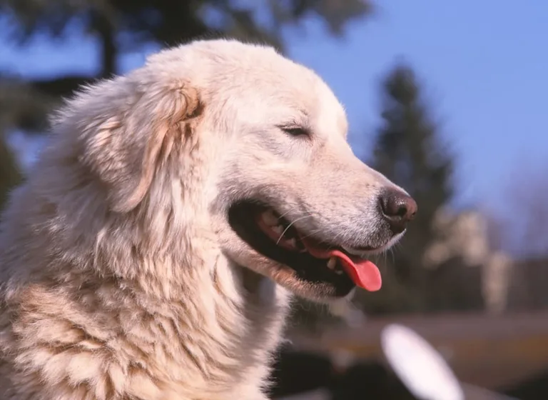 chien-berger-maremme-abruzzes