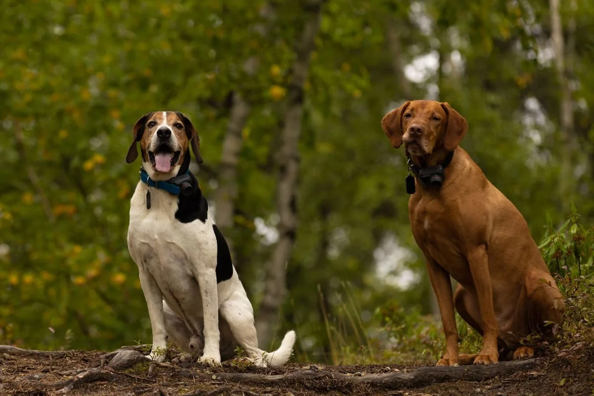 chien-courant-de-halden