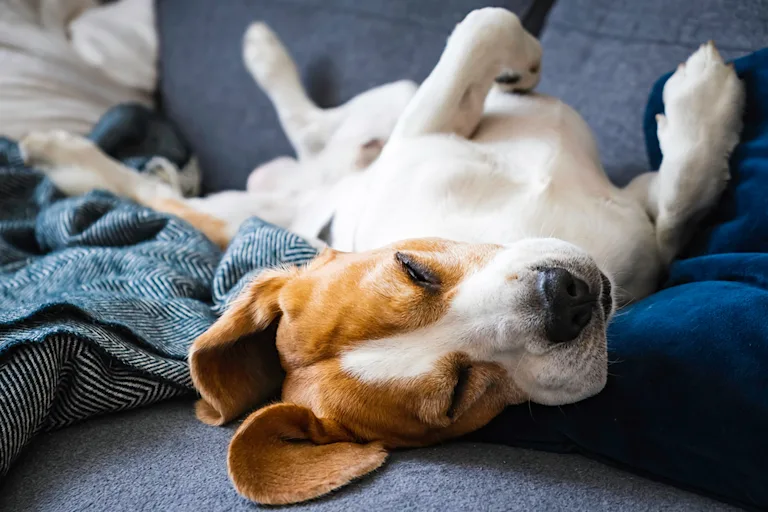 mon-chien-dort-sur-le-dos