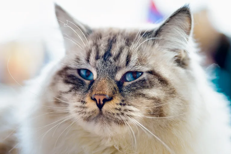 le-ragamuffin-le-chat-qui-adore-les-calins