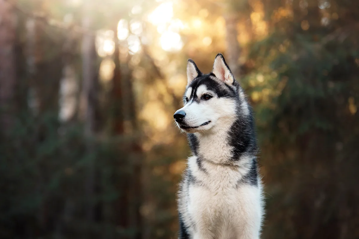 Le-Husky-Sibérien-l'aventurier-indépendant-du-Grand-Nord