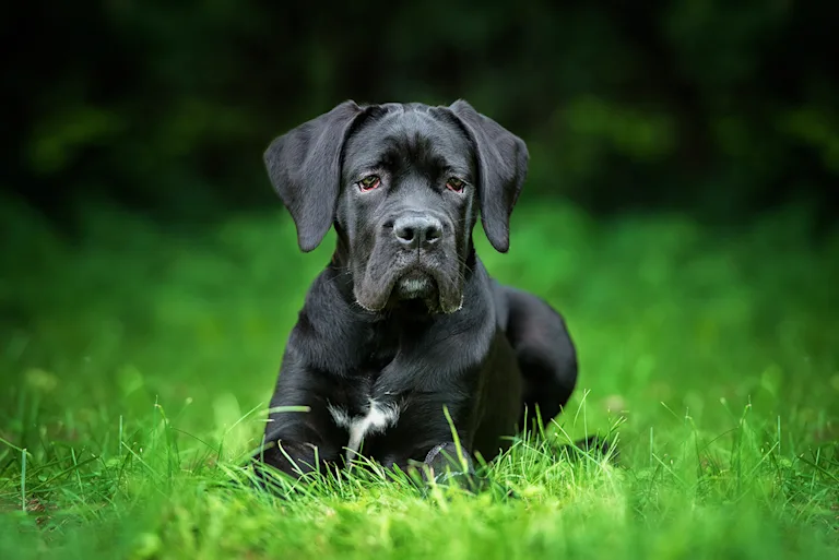 le-cane-corso-elegance-et-noblesse