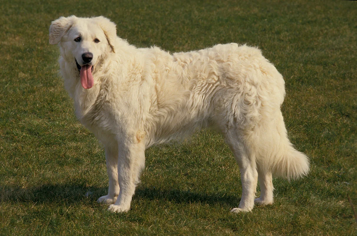 chien-kuvasz