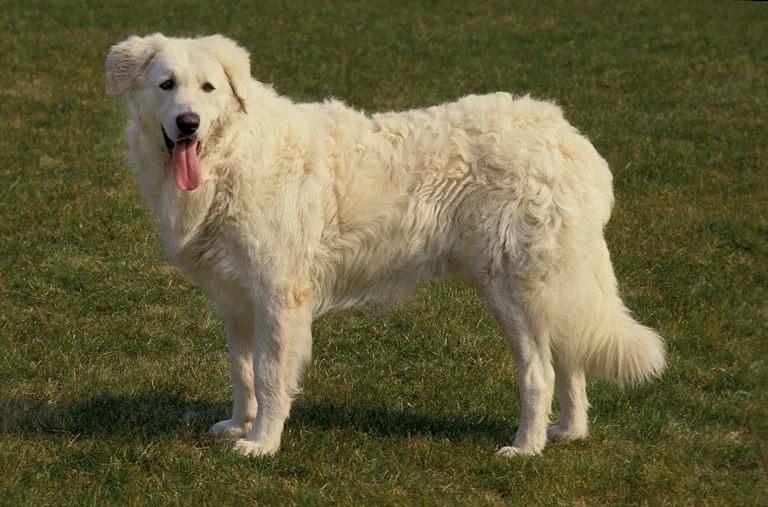 chien-kuvasz
