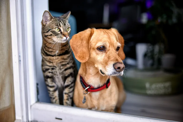 fete-de-la-musique-chien-chat