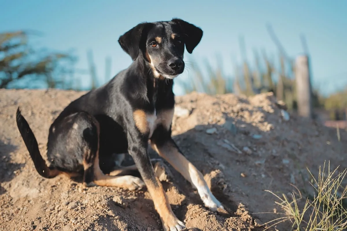 chien-brachet-polonais