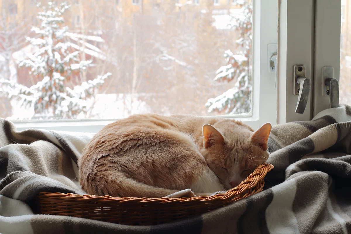 chat-en-hiver