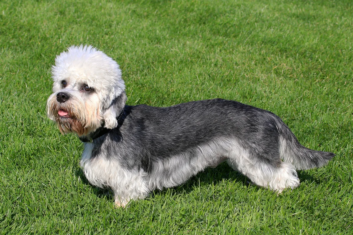 Dandie Dinmont