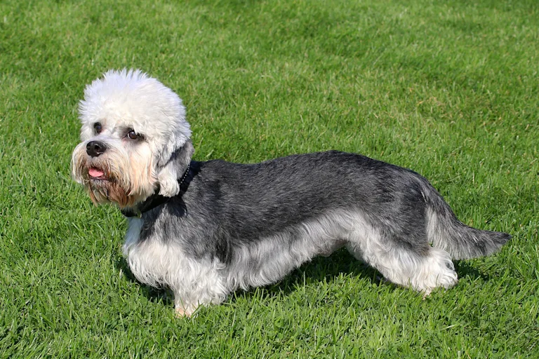 Dandie Dinmont