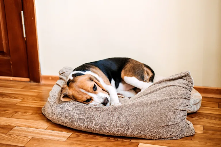 la-pancreatite-chez-le-chien-causes-symptomes-et-traitement