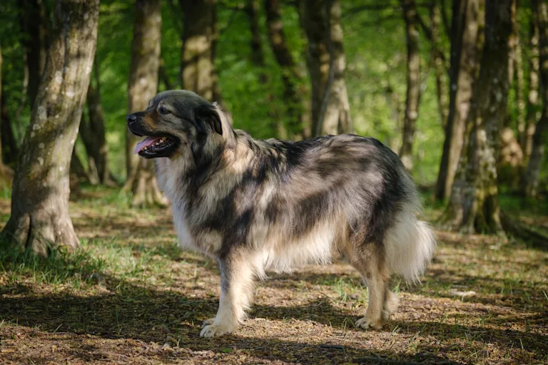 chien-berger-du-karst