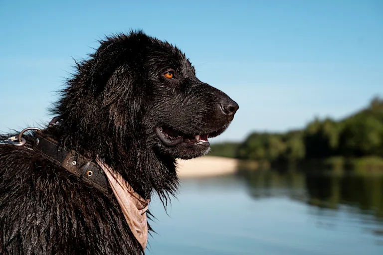 Flat-Coated Retriever
