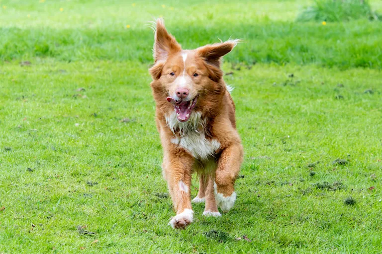 chien-retriever-de-la-nouvelle-ecosse