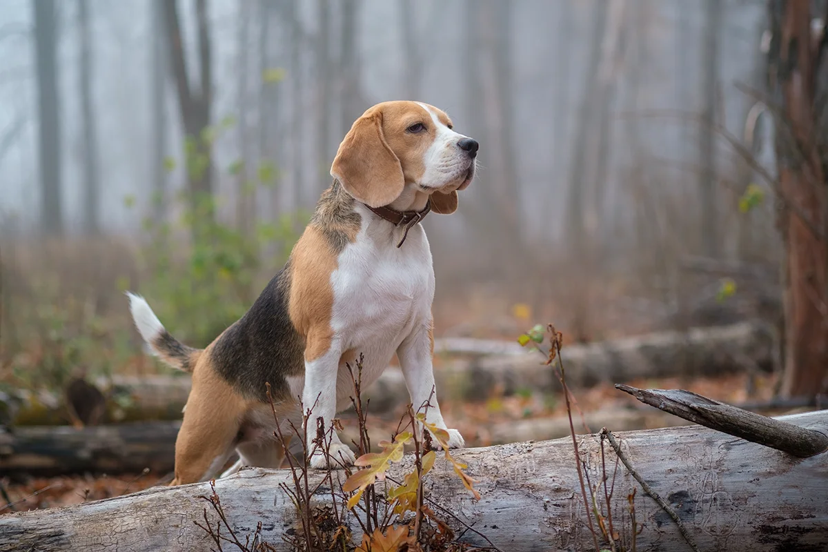 Le Beagle joyeux et plein d'entrain