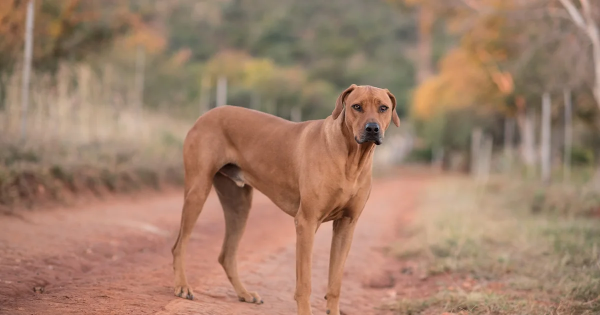 Le Rhodesian Ridgeback Le Rhodesian Ridgeback : origines, caractère et comportement | Figo