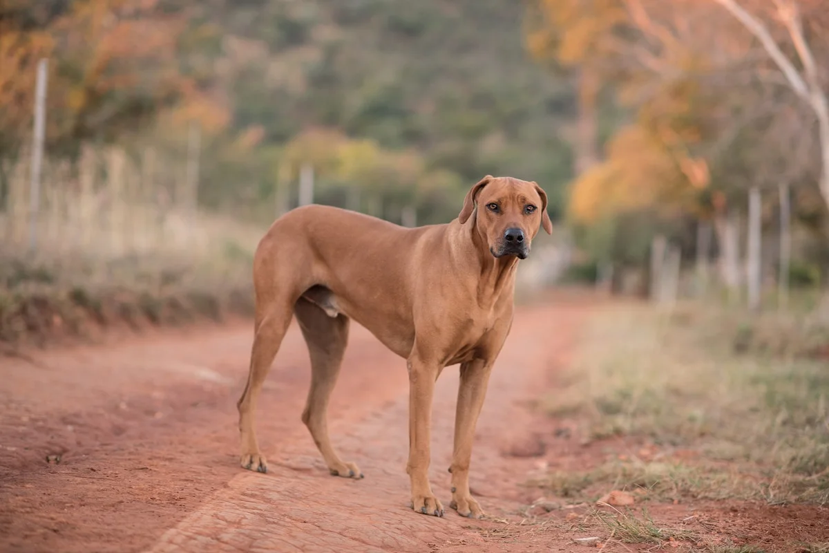 Rhodesian Ridgeback
