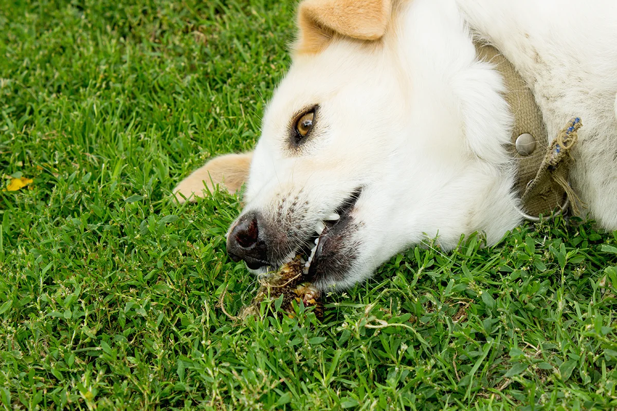 la-convulsion-chez-le-chien-causes-symptomes-et-traitement