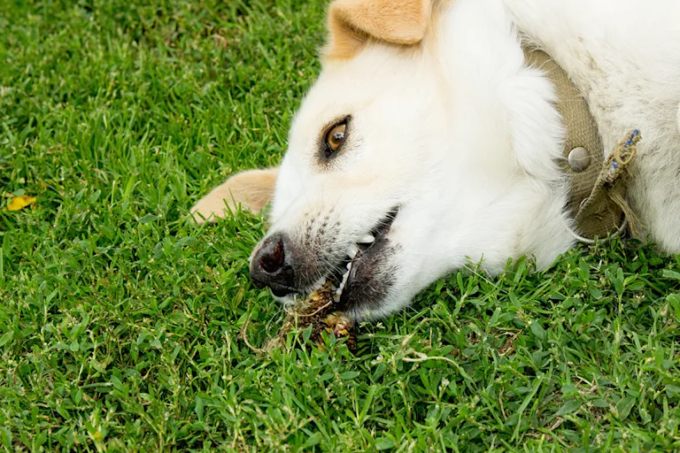 la-convulsion-chez-le-chien-causes-symptomes-et-traitement