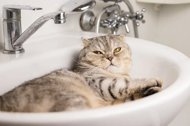 chat-dort-dans-le-lavabo