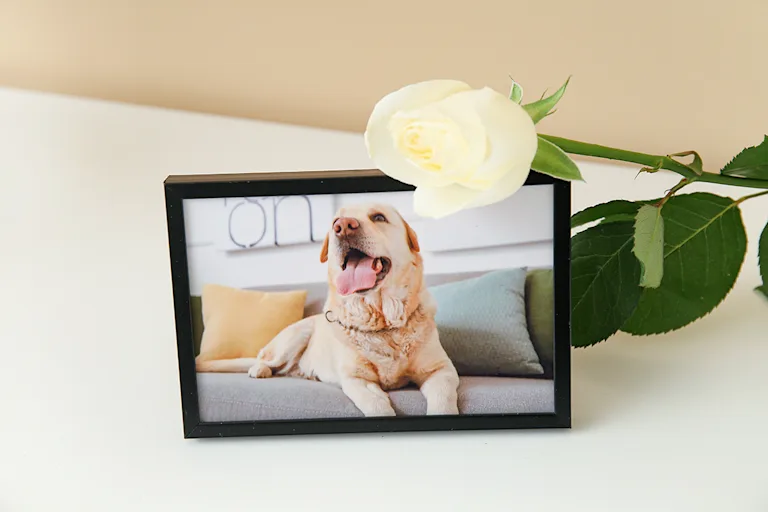 faire-le-deuil-de-son-chien-chat