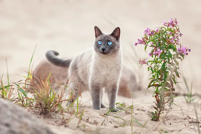 le-thai-le-chat-aux-yeux-dor