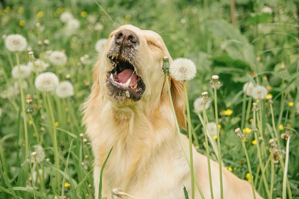 eternuement-inverse-reverse- sneezing-chien