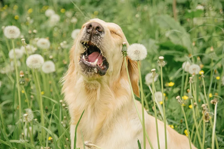 eternuement-inverse-reverse- sneezing-chien