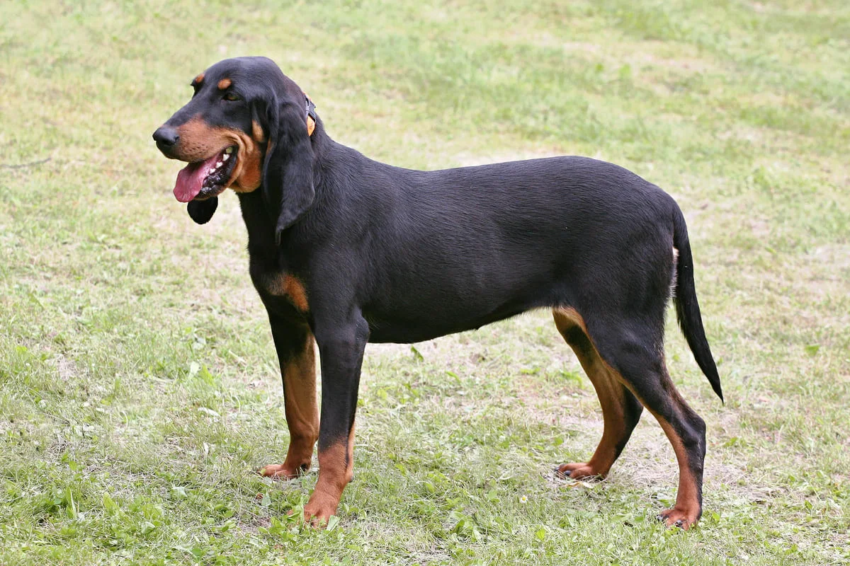 petit-chien-courant-suisse